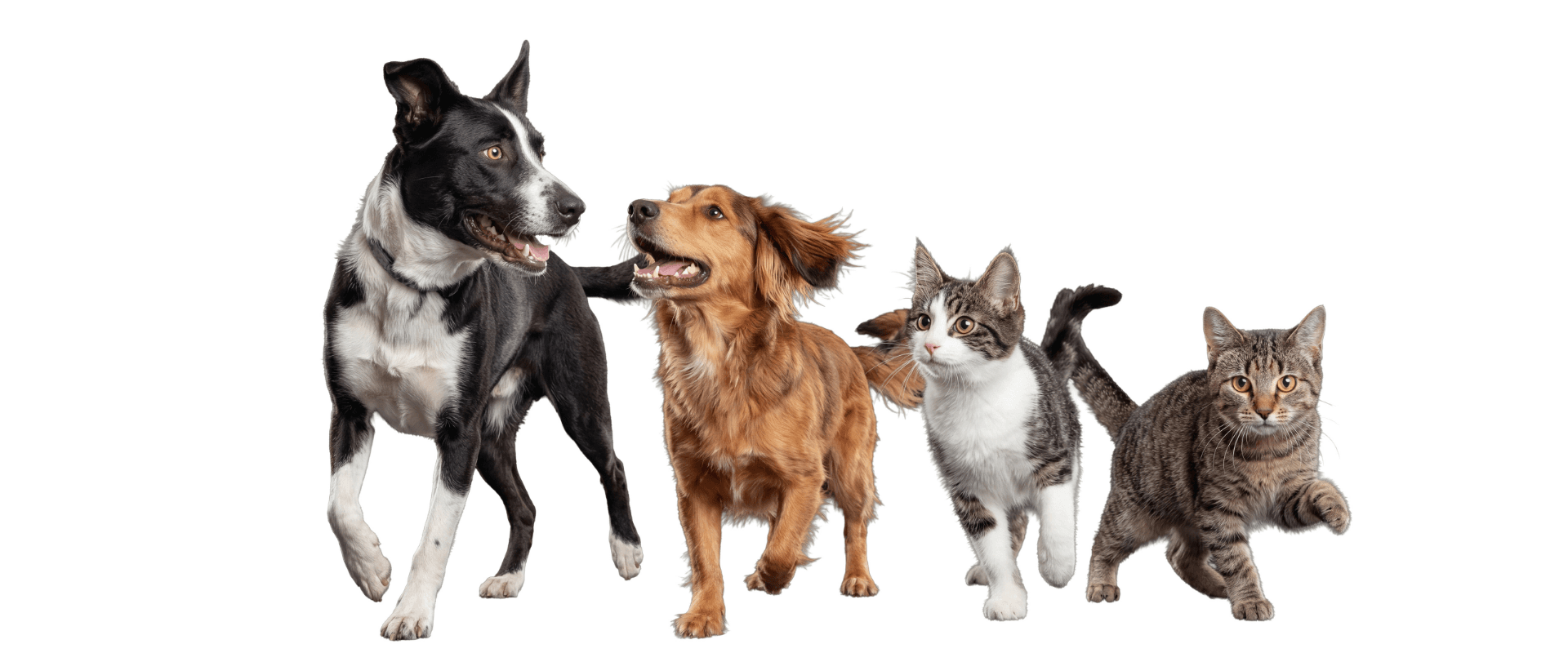 Pas i mačka zajedno